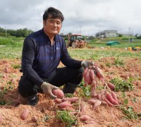 “영양만점 국민간식” 명품 해남고구마 본격 수확
